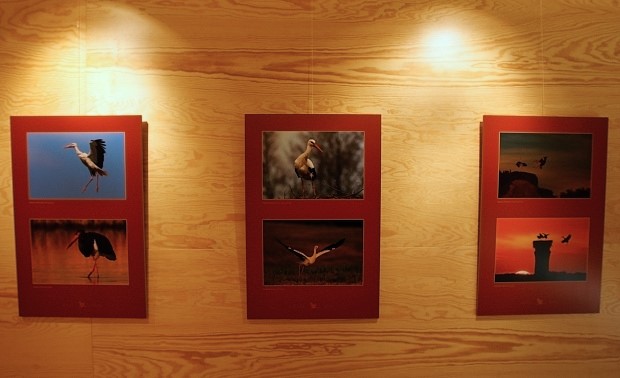 Fotografická výstava Čápi 2014