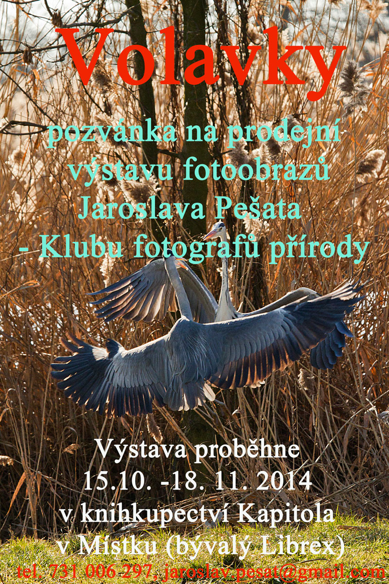 Fotografick vstava Volavky