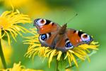 Peacock eye butterfly (Pavo oculus papilio)