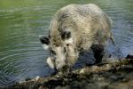  Wild Boar ( Sus scrofa)