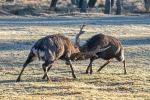 Sika deer (Cervus nippon nippon)