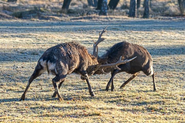 Jelen sika japonský (Cervus nippon nippon)