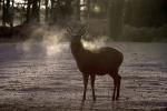 Sika deer (Cervus nippon nippon)