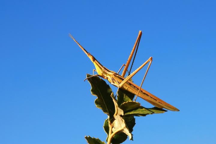 Hungarica locustae (Hungarian locusts)