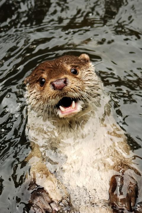 Otter (Lutra lutra)