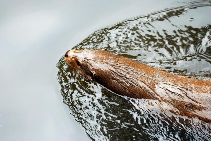 Otter (Lutra lutra)