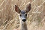  roe Deer ( Capreolus capreolus )