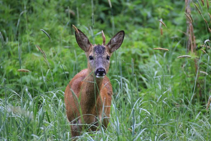  roe Deer ( Capreolus capreolus )