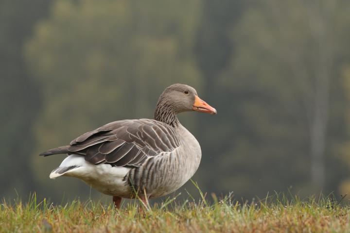 Greylag Goose (Anser anser)