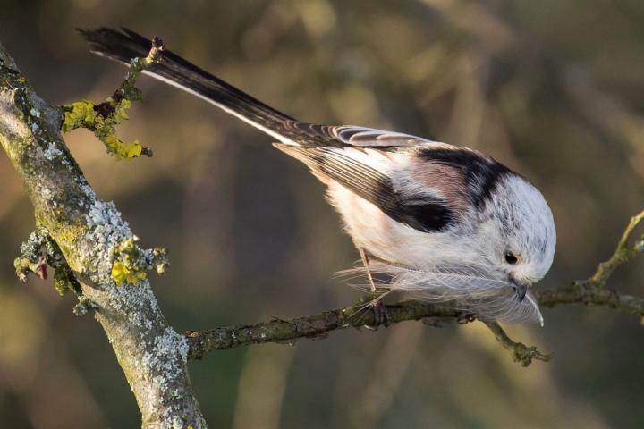 Long-tailed Tit (Aegithalos caudatus)