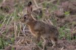 European Hare  (Lepus europaeus)