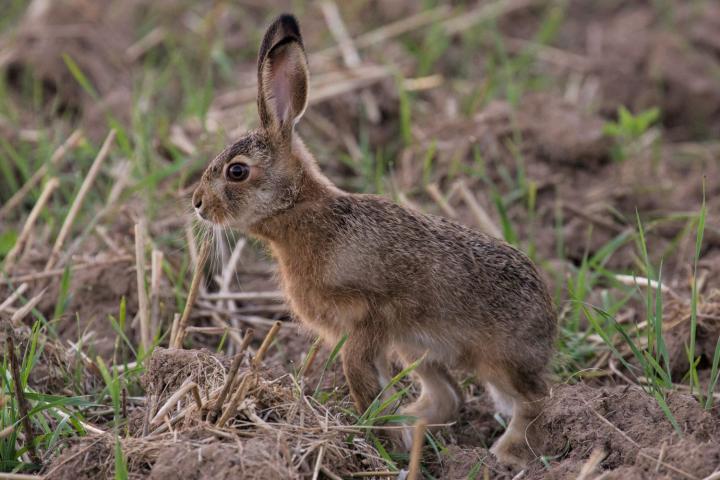 Zajíc polní  (Lepus europaeus)