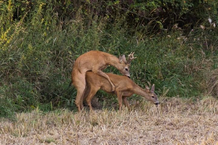  Srnec obecný ( Capreolus capreolus )