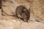 House mouse (Domus mus)
