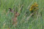 European Hare  (Lepus europaeus)