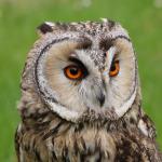 Long-eared Owl (Asio otus)