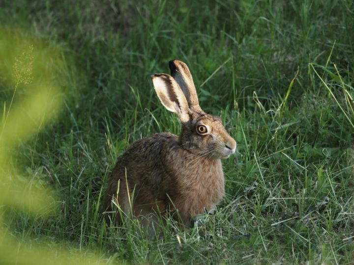 European Hare  (Lepus europaeus)