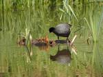 Eurasian Coot (Fulica atra)