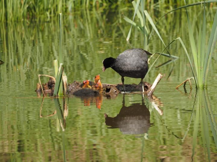 Lyska černá (Fulica atra)