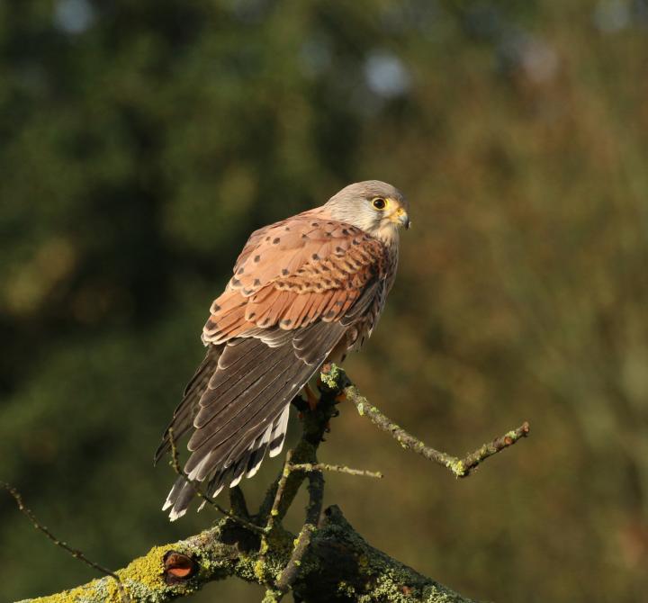 Poštolka obecná (Falco tinunculus)