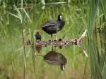 Lyska černá (Fulica atra)