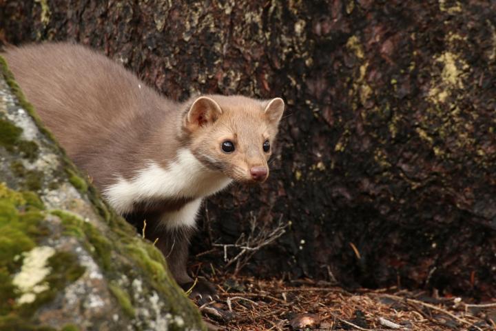 Kuna skalní (Martes foina)