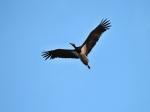 Black Storch (Ciconia nigra)