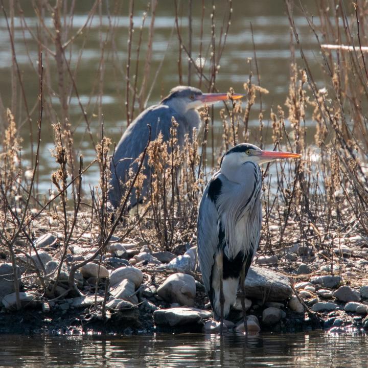 Volavka popelavá (Ardea cinerea)