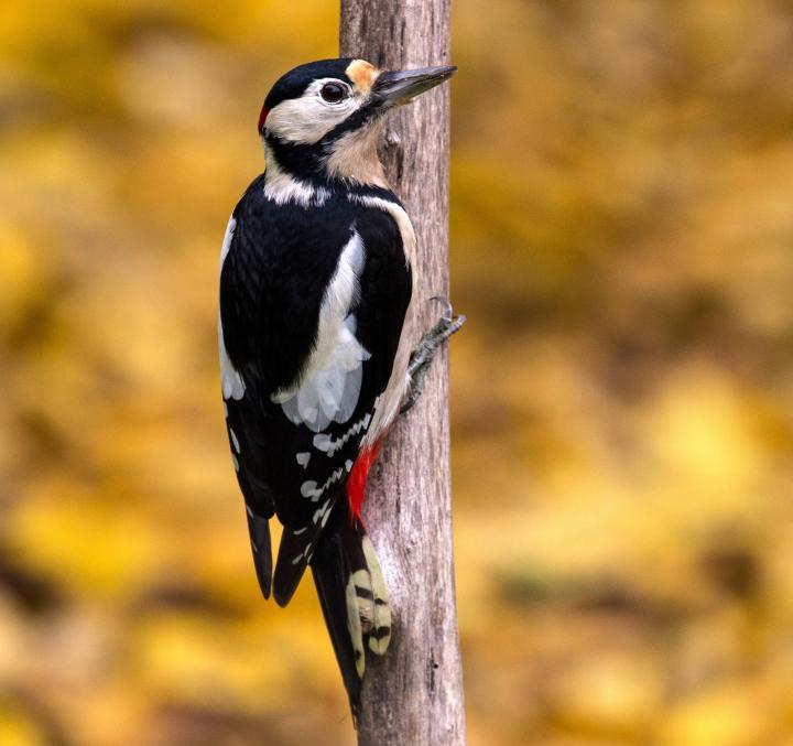 Great Spotted Woodpecker (Dendrocopos major)