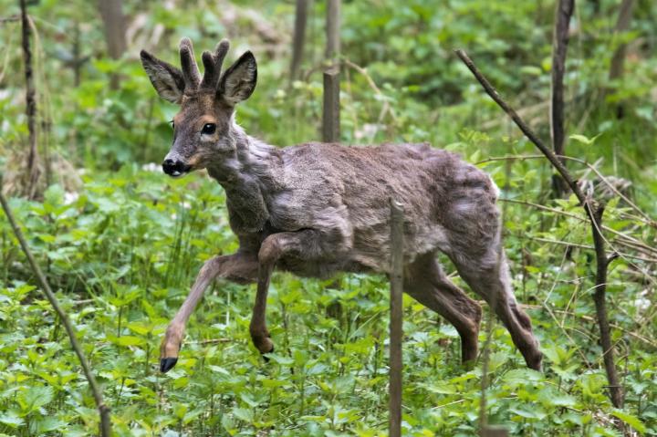  roe Deer ( Capreolus capreolus )