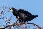 Rook (Corvus frugilegus)