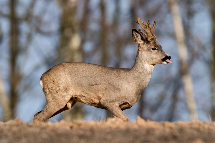  roe Deer ( Capreolus capreolus )