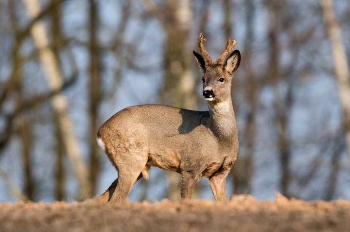  roe Deer ( Capreolus capreolus )