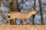  roe Deer ( Capreolus capreolus )