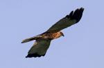 Western Marsh-harrier  (Circus aeruginosus)