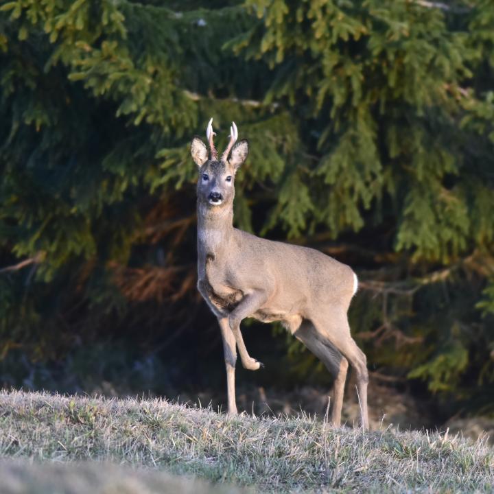  roe Deer ( Capreolus capreolus )