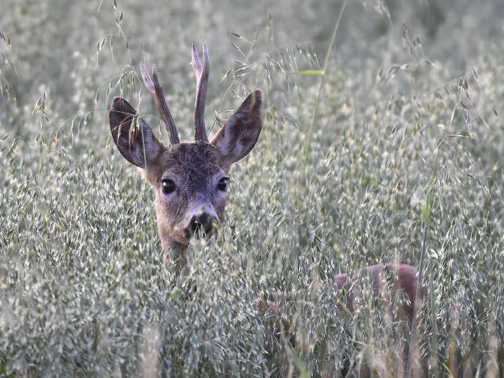  roe Deer ( Capreolus capreolus )