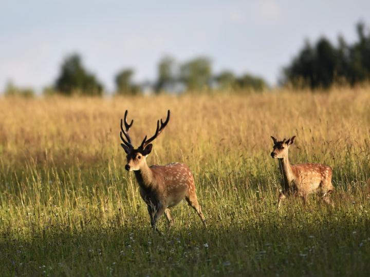 Sika deer (Cervus nippon nippon)