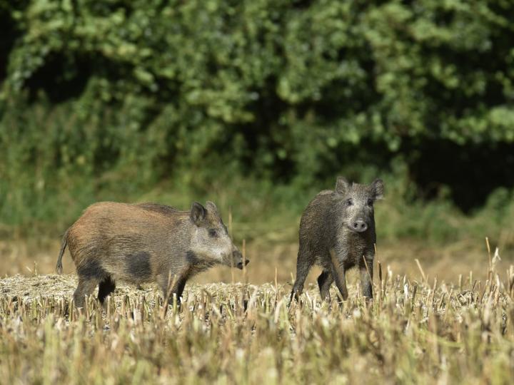  Wild Boar ( Sus scrofa)