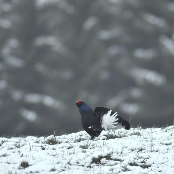 Black Grouse (Tetrao tetrix)