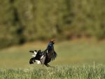 Black Grouse (Tetrao tetrix)