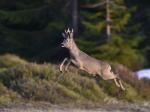  roe Deer ( Capreolus capreolus )