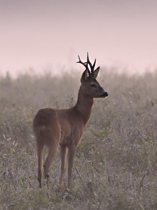  Srnec obecný ( Capreolus capreolus )