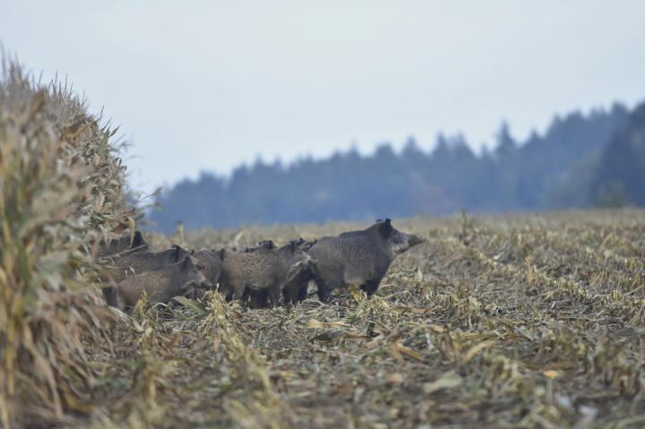  Wild Boar ( Sus scrofa)