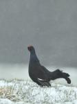 Black Grouse (Tetrao tetrix)