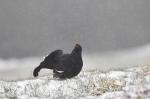 Black Grouse (Tetrao tetrix)