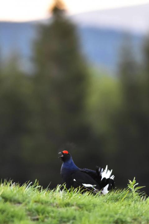 Black Grouse (Tetrao tetrix)