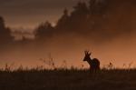  roe Deer ( Capreolus capreolus )