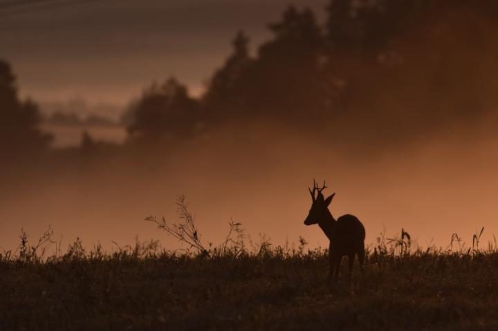  roe Deer ( Capreolus capreolus )