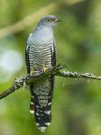 Common cuckoo  (Cuculus canorus)